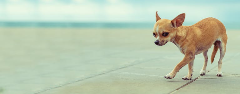 How to Train a Shy Chihuahua to be Friendly How to Train a Shy Chihuahua to be Friendly